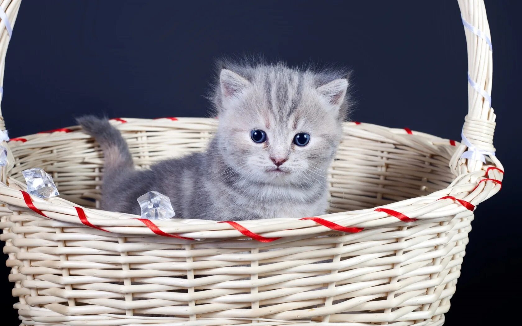 5,281 котята корзины стоковые фото - бесплатные и стоковые фото RF от Dreamstime