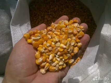 Кукуруза в мешках