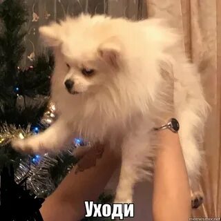 Собака уходи