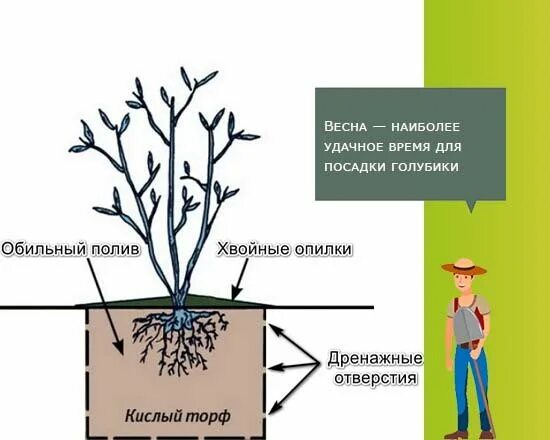 Как сохранить голубику до посадки. Схема посадки голубики высокорослой. Корневая система голубики садовой. Схема посадки голубики садовой высокорослой.