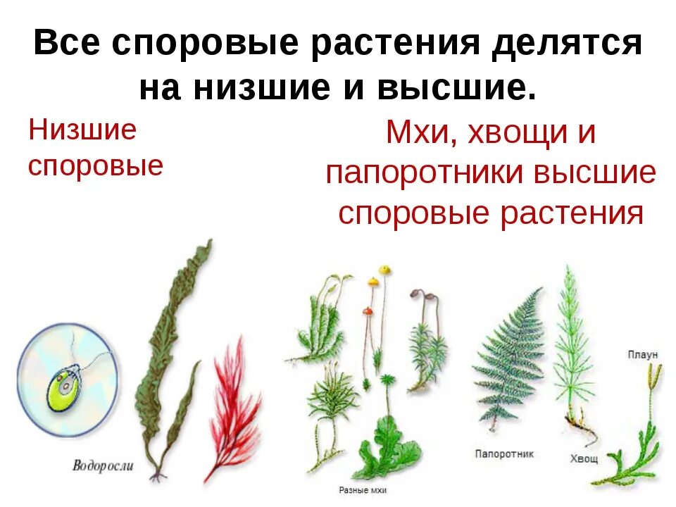 Плауны задания. Высшие споровые растения. Моховидные споровые растения. Высшие споровые растения строение. Примитивные высшие споровые растения.