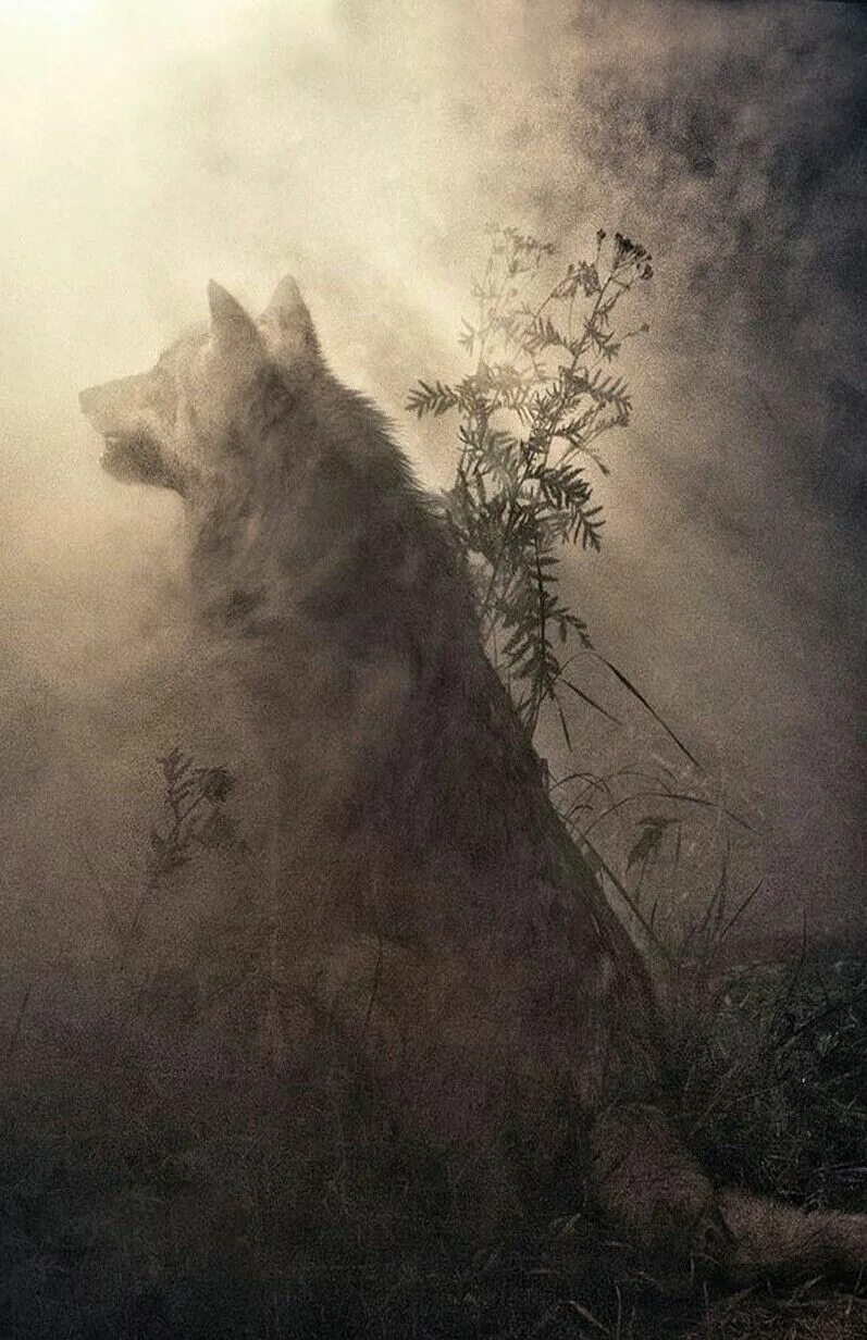 Животные в тумане. Туман арт. Волк в тумане. Одинокий волк в лесу. Никому не нужна 8