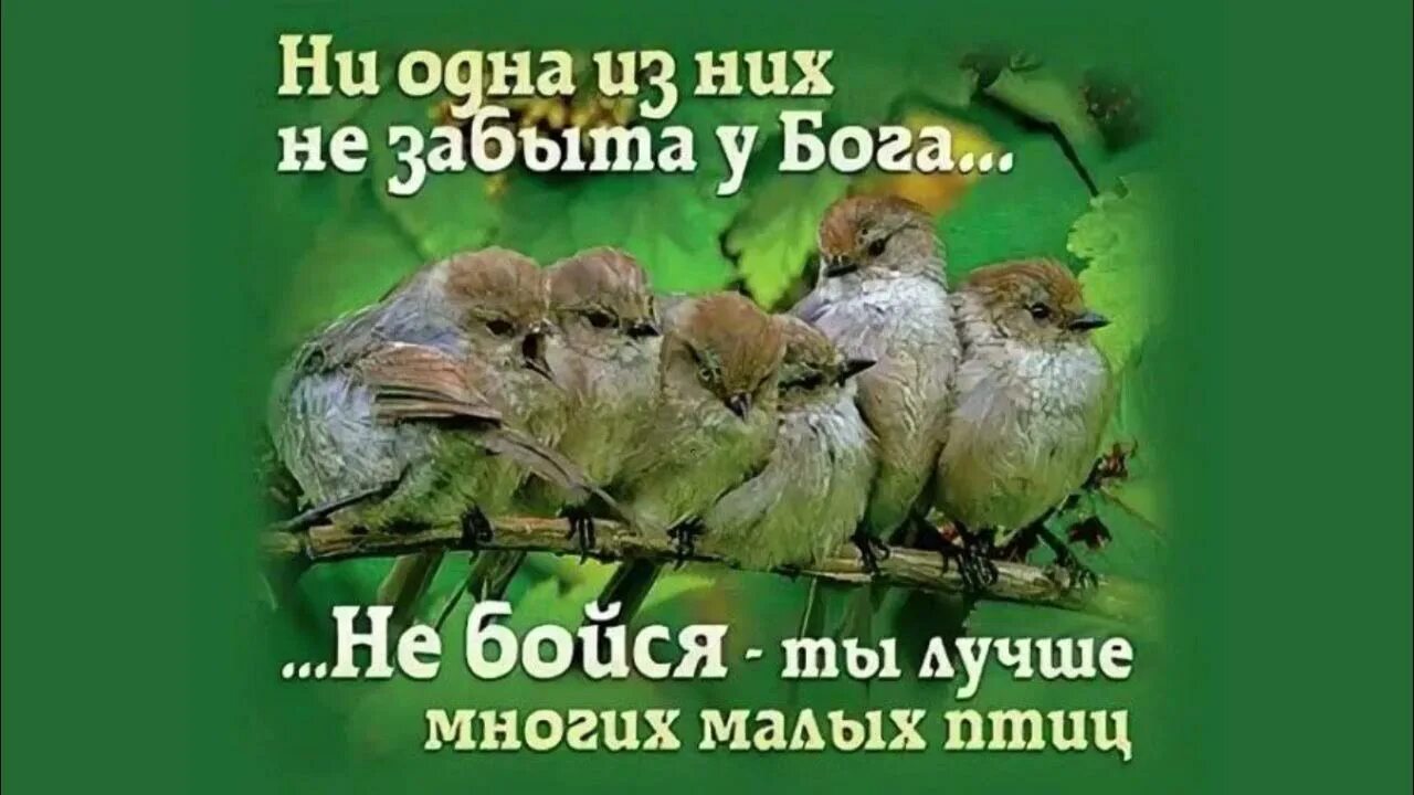 Без воли отца. Не бойтесь вы лучше малых птиц. Вы лучше малых птиц. Не бойтесь же: вы лучше многих малых птиц.. Не две ли малые птицы продаются.