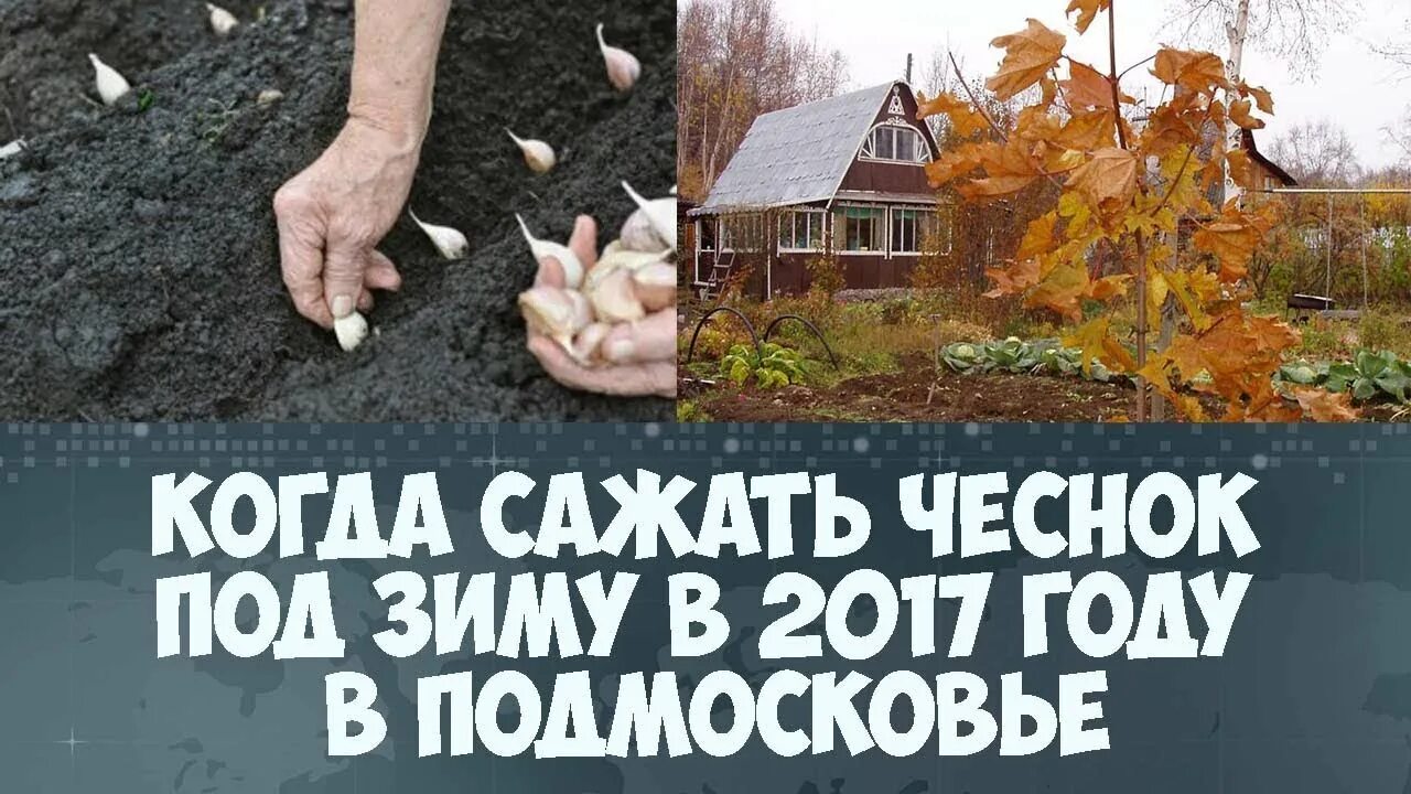 Что сажать под зиму в октябре. Что сажать под зиму в октябре