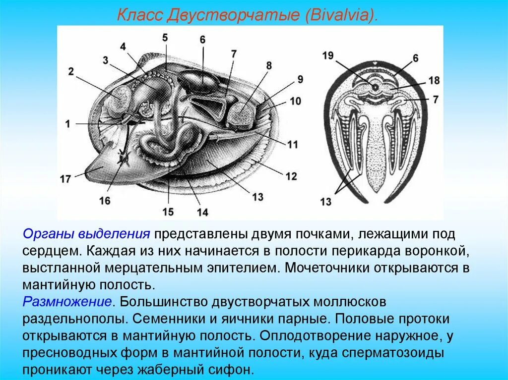 Органы размножения открываются в мантийную полость. Двустворчатые моллюски мантийная полость. Строение сердца двустворчатых моллюсков. Класс двустворчатые беззубка. Жизненный цикл двустворчатых моллюсков развитие.