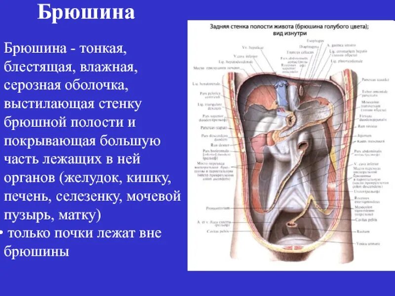 Органы брюшной полости. Ход брюшины на сагиттальном срезе. Мочевой пузырь орган брюшной полости. Мочевые органы в брюшной полости. Анатомический атлас брюшная полость мужчины.