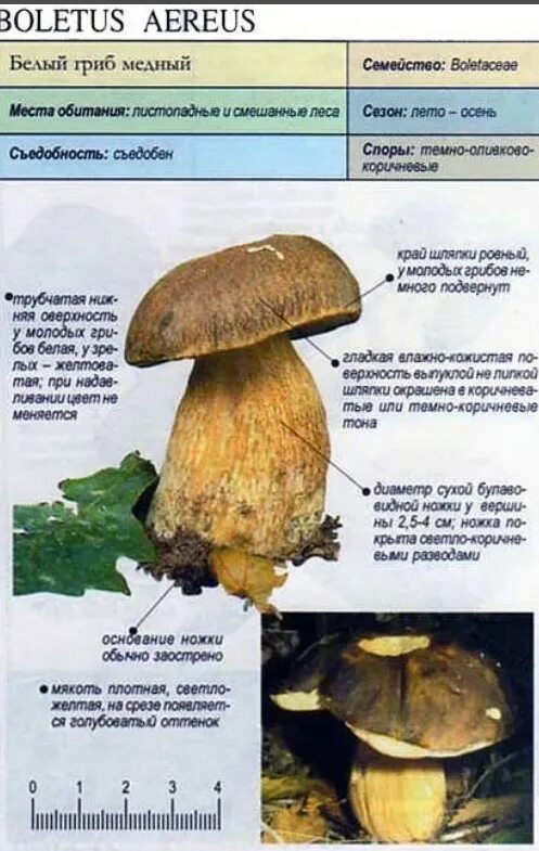 Виды белых грибов описание. Боровик гриб шляпка снизу. Ложный Боровик двойник белого гриба. Гриб белый Боровик различия. Гриб польский Боровик.