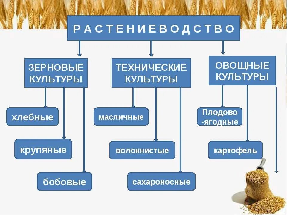 Техническая культура производства. Зерновые и технические культуры. Технические культуры злаки. Технические культуры в сельском хозяйстве. География зерновых и технических культур.