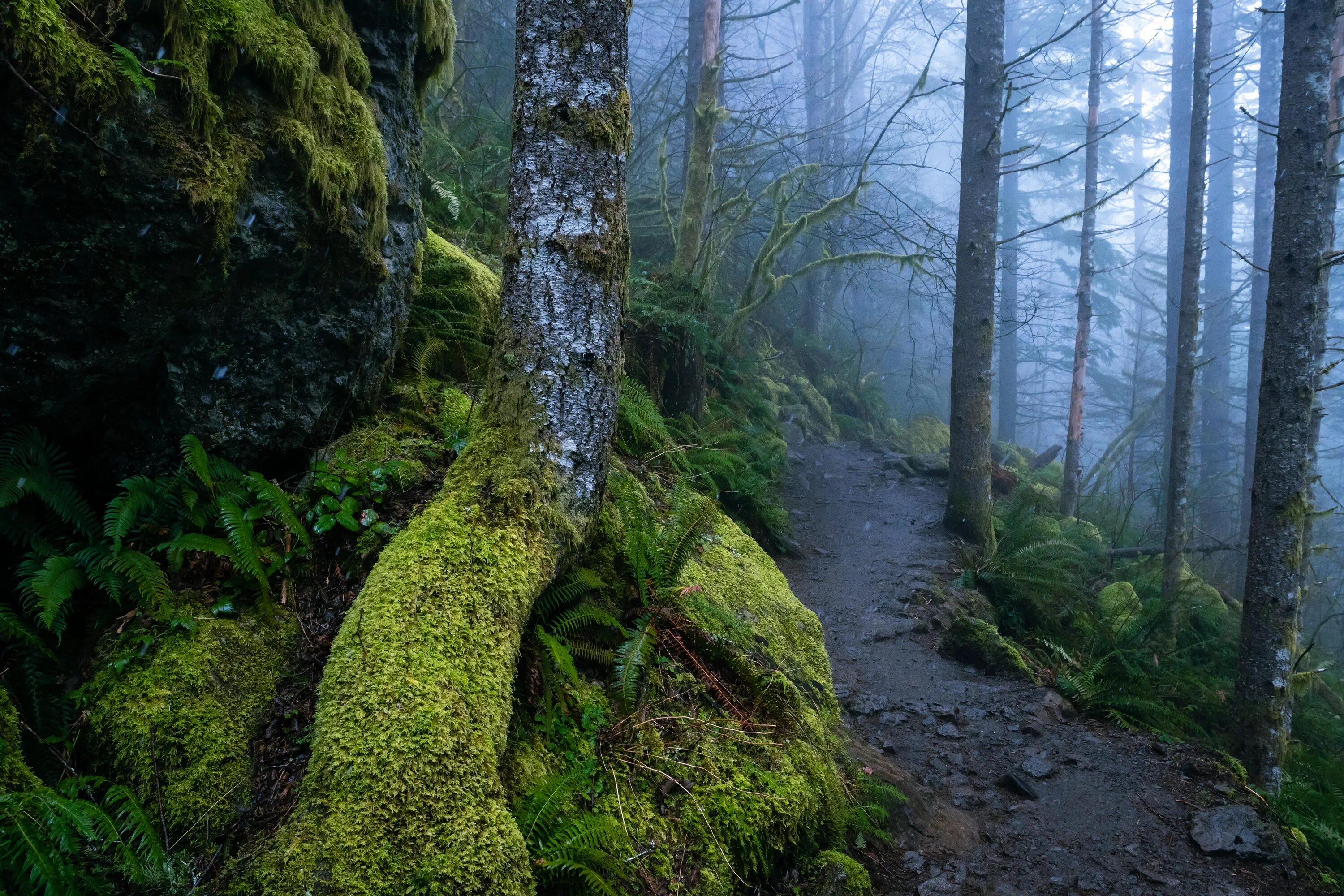 гора афаджато. азоры острова лес. долина заросшая лесом. португалия природа леса. зеленые холмы 212525.