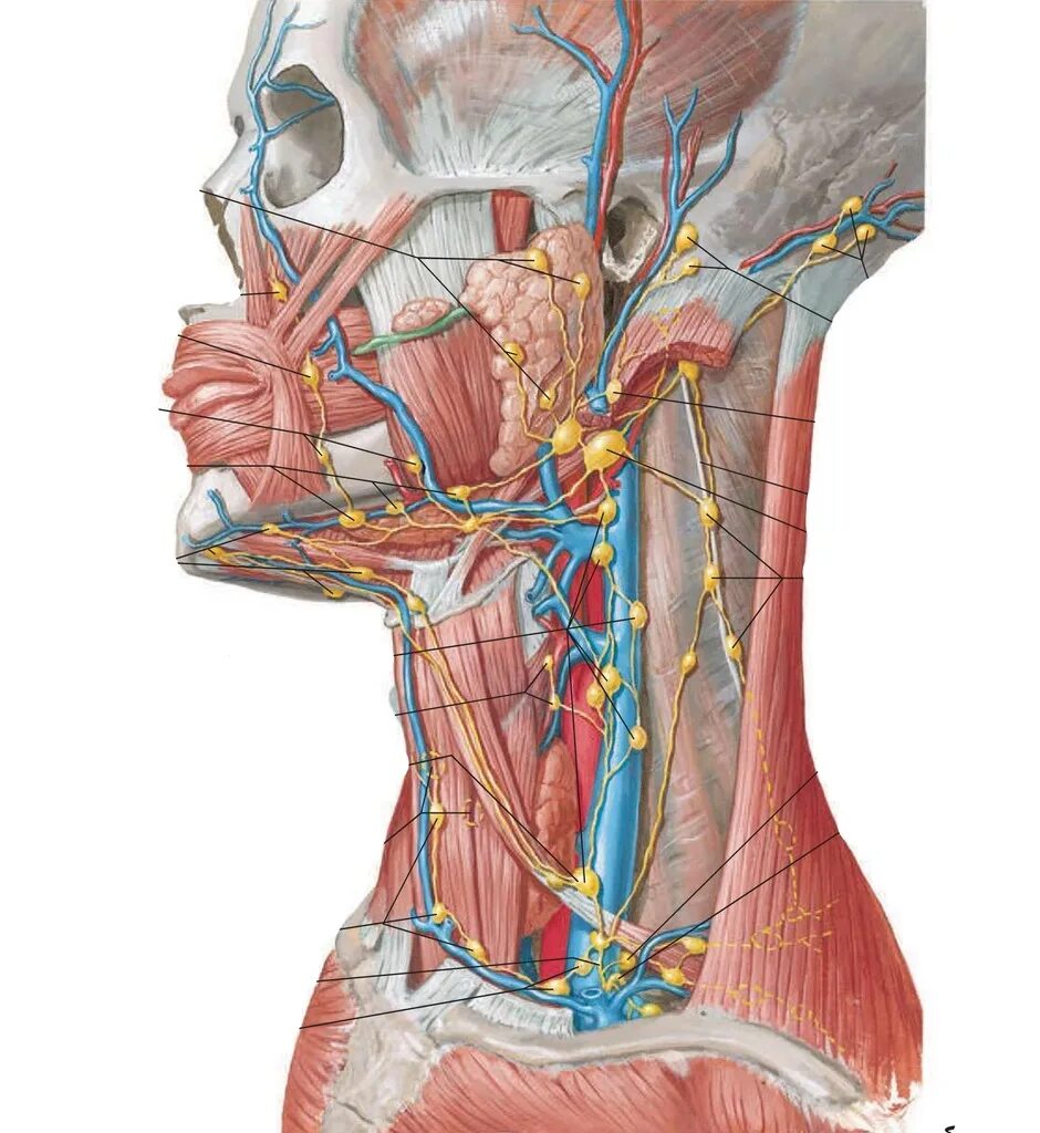 Лимфоузел в мышце. Лимфатическая система лица и шеи анатомия. Лимфатические сосуды шеи анатомия. Мышцы шеи атлас Неттера. Лимфатическая система Неттер.