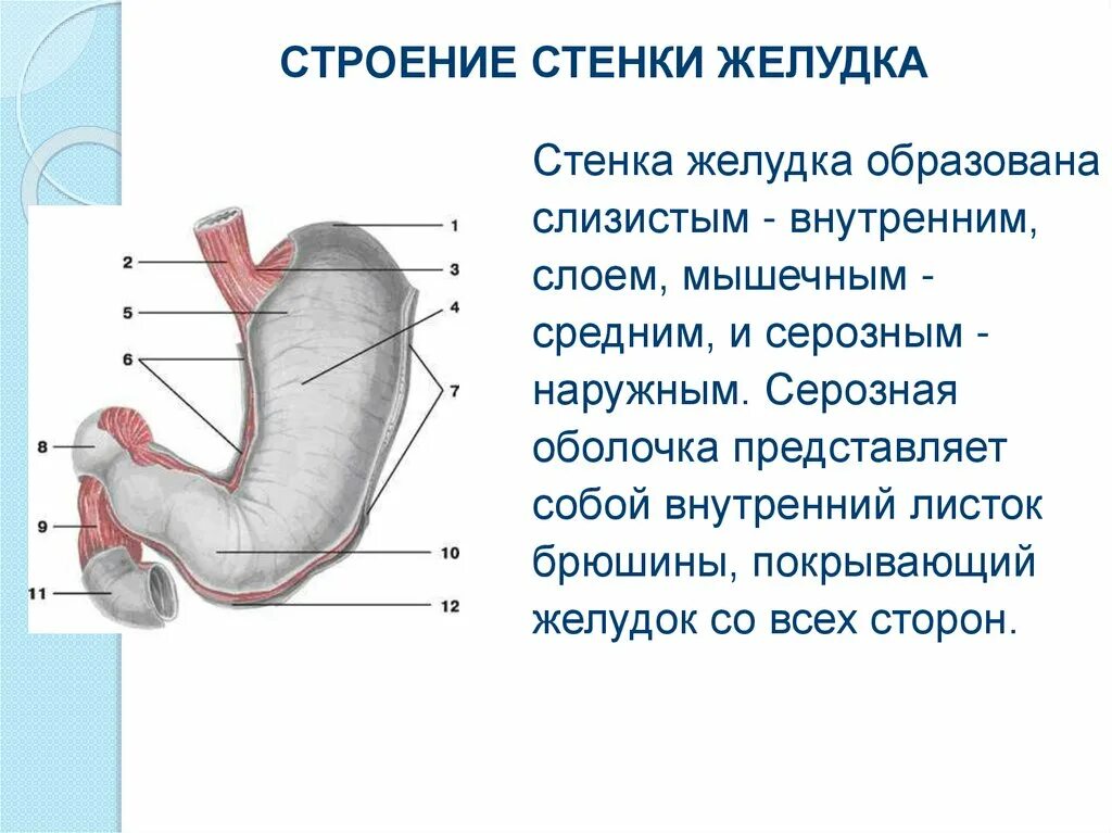 Желудок стенка строение и строение. Строение стенки желудка анатомия. Мышечный слой стенки желудка анатомия. Серозная оболочка желудка. Строение оболочки желудка