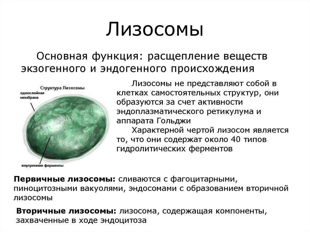 Лизосомы строение таблица. Функции лизосомы в клетке. лизосомы типы строение функции. функции лизосом в клетке кратко. лизосомы строение и функции.