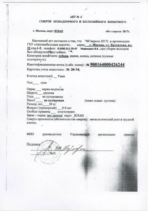 Акт гибели. Акт о смерти животного. акт о гибели животных. акт о смерти животного образец. заявление на эвтаназию.