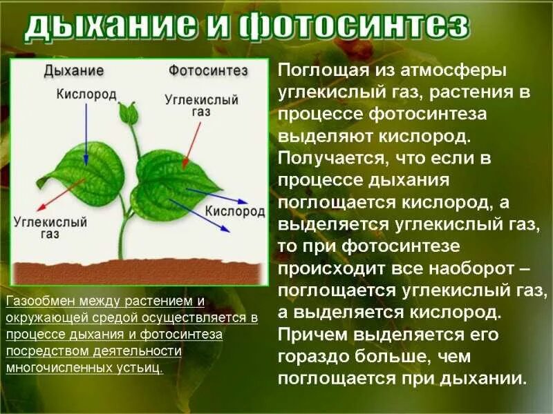 Каков процесс дыхания растений. Воздушное питание фотосинтез биология 6. воздушное питание растений фотосинтез 6 класс. воздушное питание фотосинтез 6 класс биология. доклад на тему питание растений 6 класс по биологии.