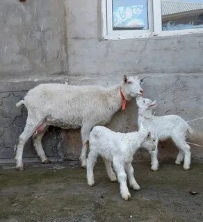 Екатерина Бужинскаяның жалаңаш суреті