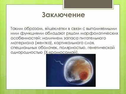 Запас яйцеклеток