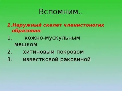 Каковы достоинства и недостатки наружного скелета