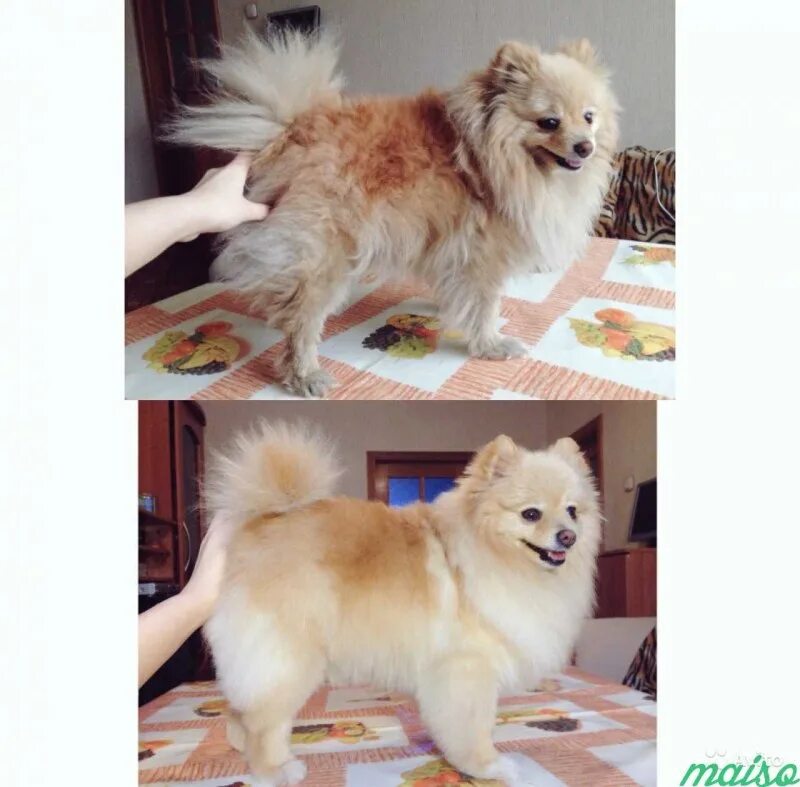 Со скольки стригут шпицев