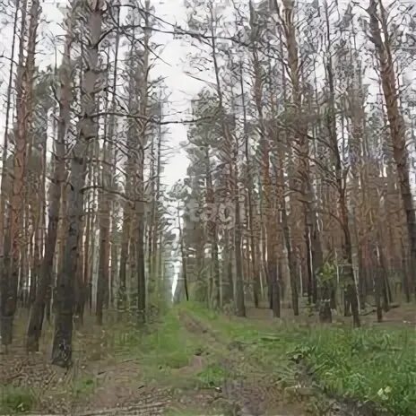 Пруд лесной тюмень. Леса тюмени. Гилёвская роща лесопарк. Тюменский лес. Медведь в тюменском лесу.