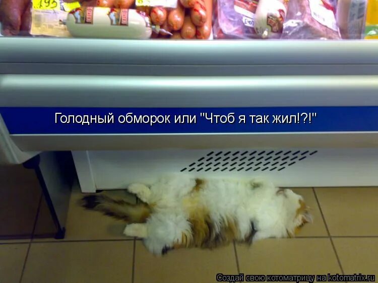 Голодным не буду 1. Кот изображает голодный обморок. Голодный обморок у кота прикол. Голодный обморок картинки.