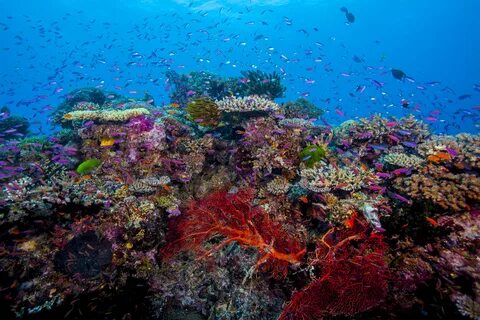 Coral reef connectivity promotes biodiversity and fisheries conservation Co...