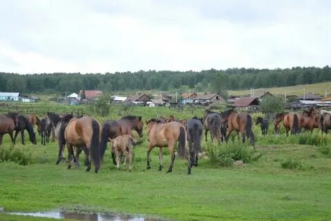 Погода амурская область село орловка