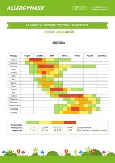 Когда начинает пылить береза в москве