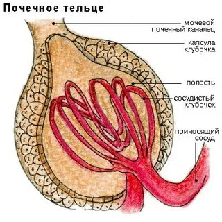 В почечное тельце входит