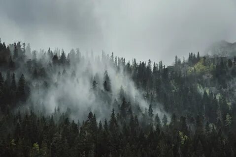 Foggy forest