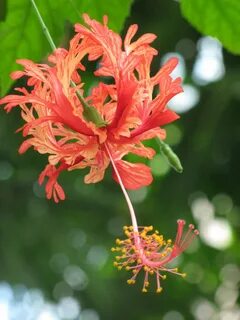 Гибискус шизопеталус цветение (69 фото) .