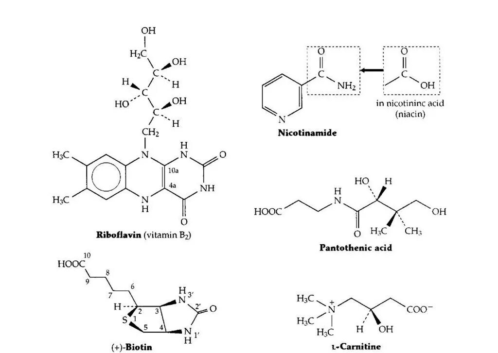 Витамин с с ниацинамидом можно. Витамин b1 кофермент. Биоцитин кофермент. Витамин b1 формула. Карнитин кофермент.