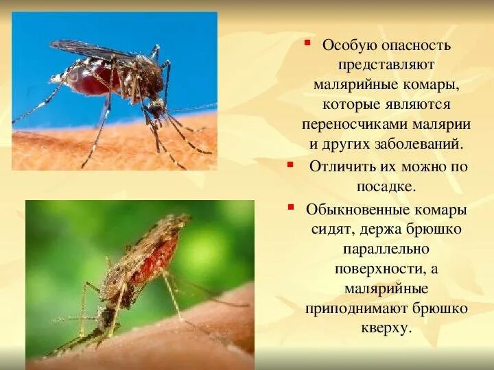 Укус малярии. Малярийный комар и малярия. Комар переносчик малярии малярийный комар. Возбудитель малярии в Комаре.