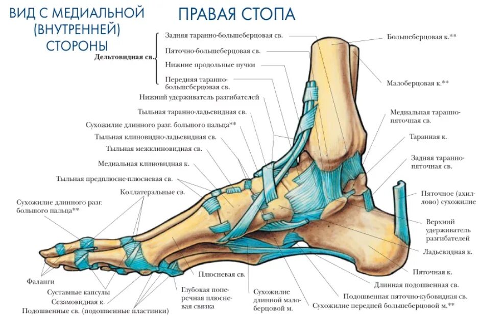 Гольностопсустав анатомия строение. Стопа анатомия строение кости. Голеностопный сустав анатомия схема строения. Сухожилия стопы анатомия подошвенной области. Пятка состав