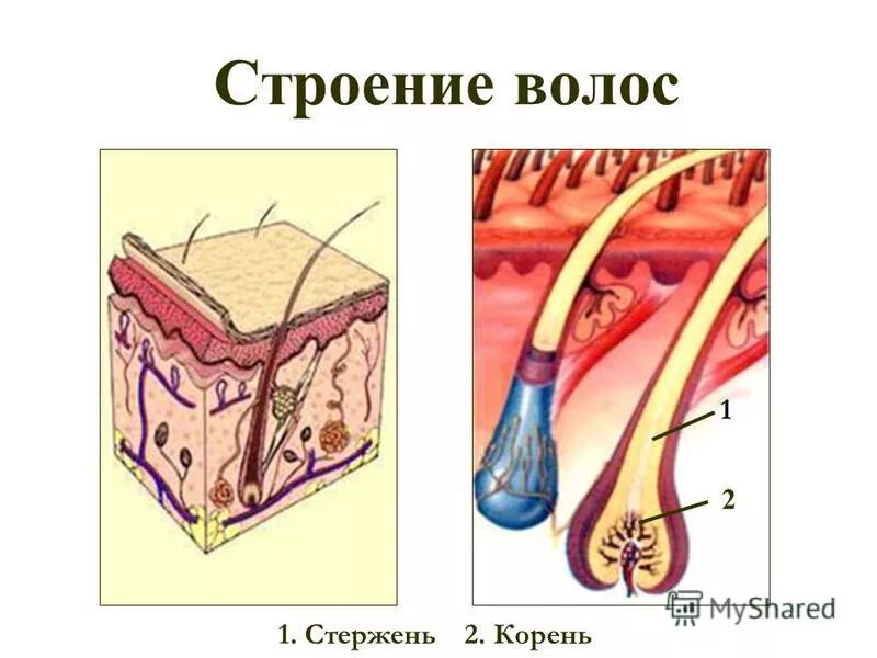 Корни волос расположены в. Строение волоса. Строение стержня волоса. Строение волоса корень и стержень. Строение волосяного фолликула.