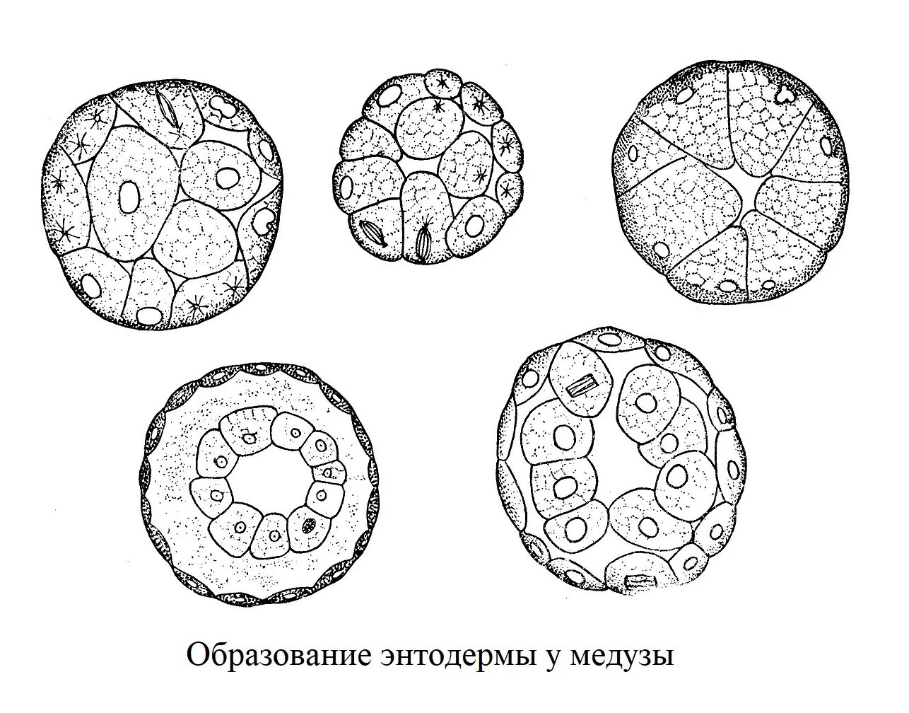 Что образуется из энтодермы