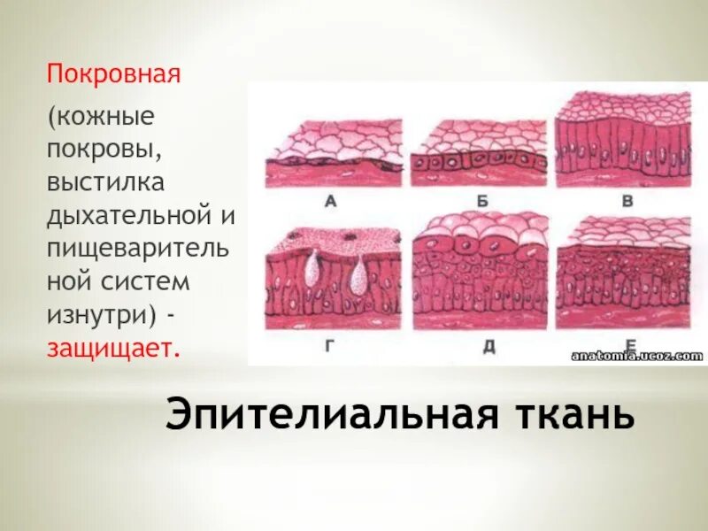 Покровный эпителий строение ткани. Эпителиальная ткань в пищеварительной системе. Ткани животных покровный эпителий. Покровная ткань эпителий растений. Клетки эпителиальной ткани виды