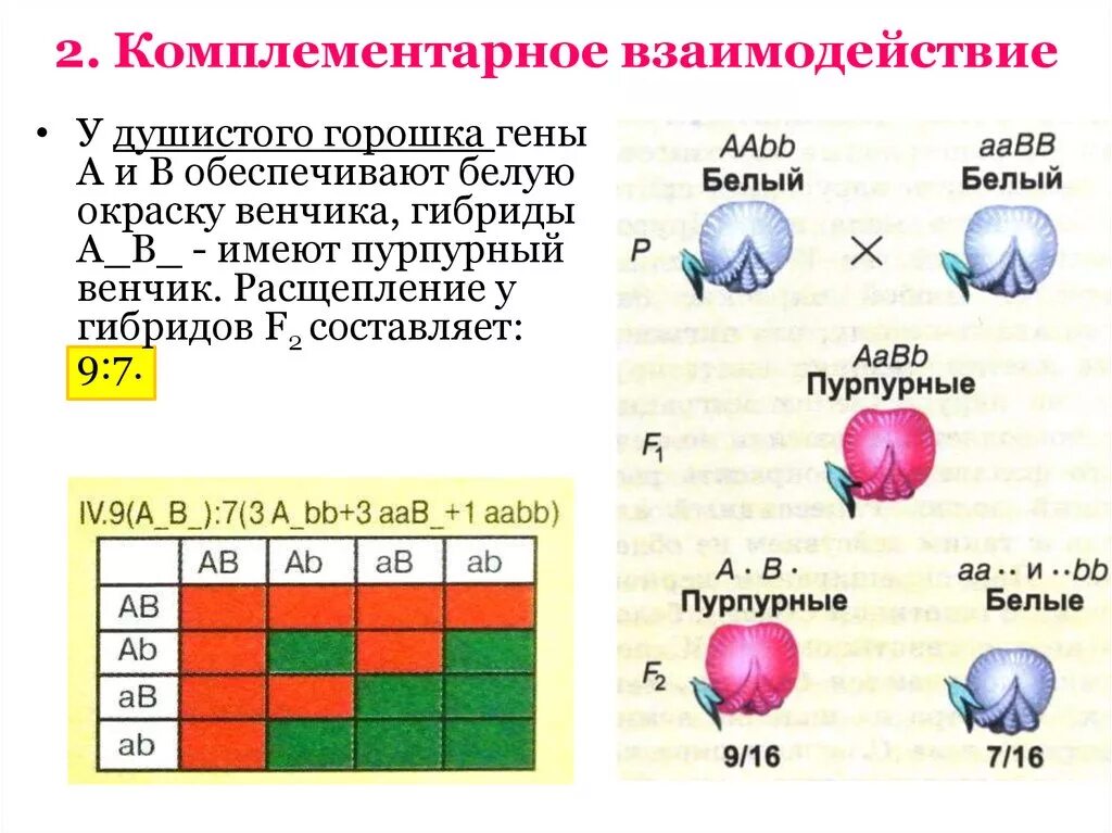 Комплементарное взаимодействие схема расщепления. Наследование окраски лепестков душистого горошка. Наследование окраски цветков у душистого горошка. Комплементарное взаимодействие генов 9 7.