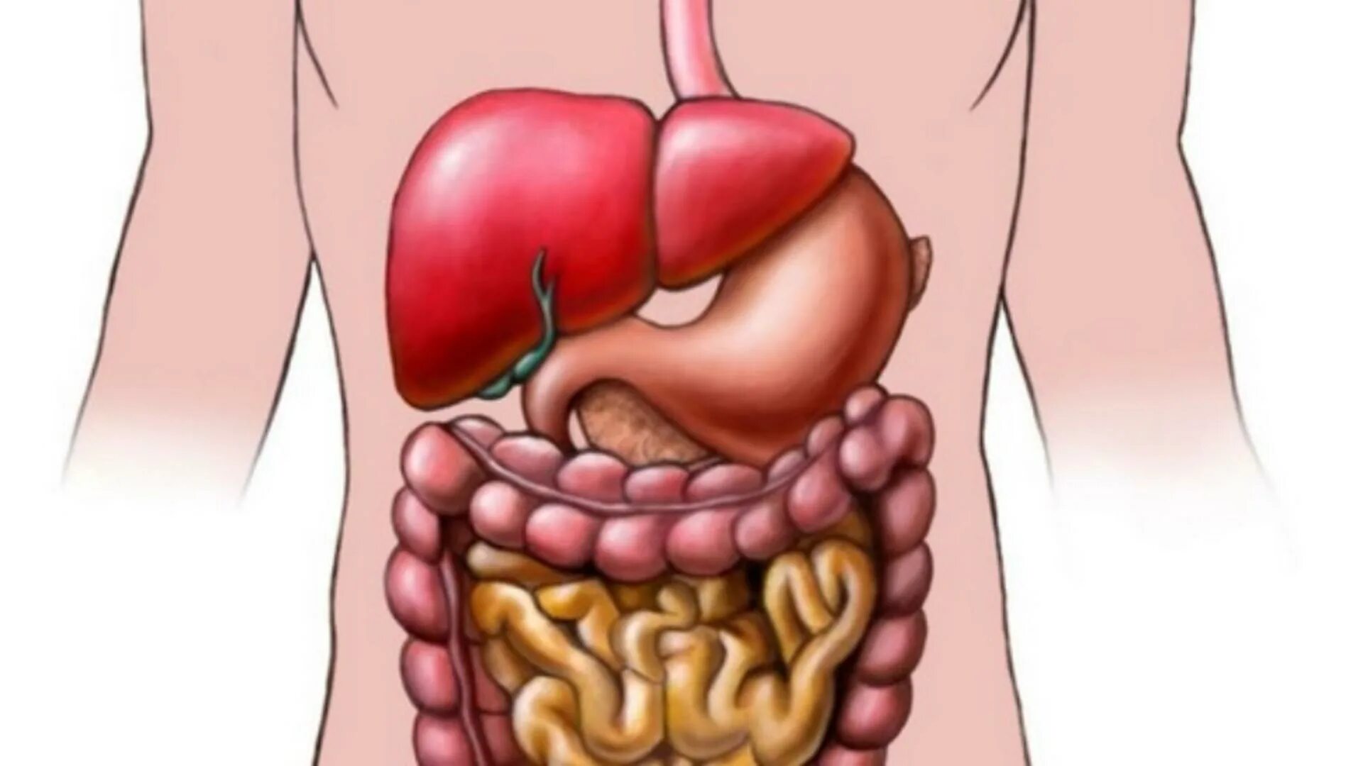 Органы желудок кишечник печень. Желудочно кишечный тракт. Органы ЖКТ. Желудок кишечный тракт.