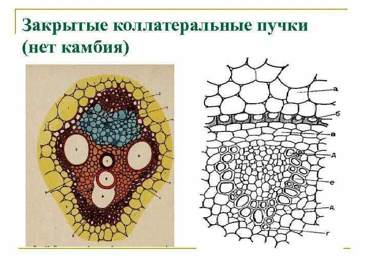 Закрытый пучок. Коллатеральный закрытый проводящий пучок стебля кукурузы. Проводящий пучок стебля кукурузы на поперечном срезе. Сосудисто волокнистые пучки стебля кукурузы. Коллатеральный закрытый сосудисто-волокнистый пучок кукурузы.