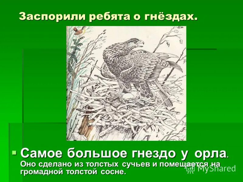 Рук топоренка построена избенка ответ. Самое большое гнездо у орла. Самое большое гнездо у орла и сделано из толстых сучьев.