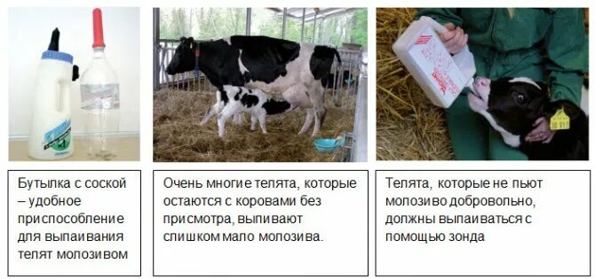 Через сколько после отела можно пить молоко