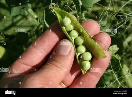 Pisum sativum pea