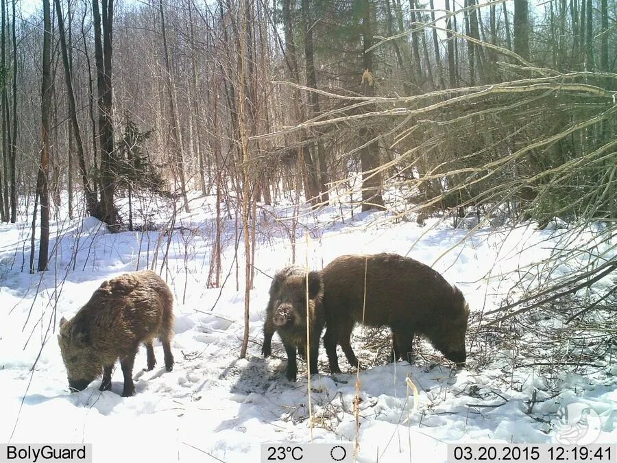 кабан всеядное животное. популяция кабанов в заповеднике каждый. кабан в заповеднике презентация. популяция кабанов в заповеднике каждый. заповедник дикого кабана.