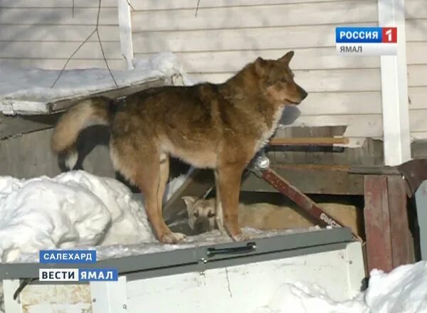 Заказывать собак в Салехард. Найдено в салехарде