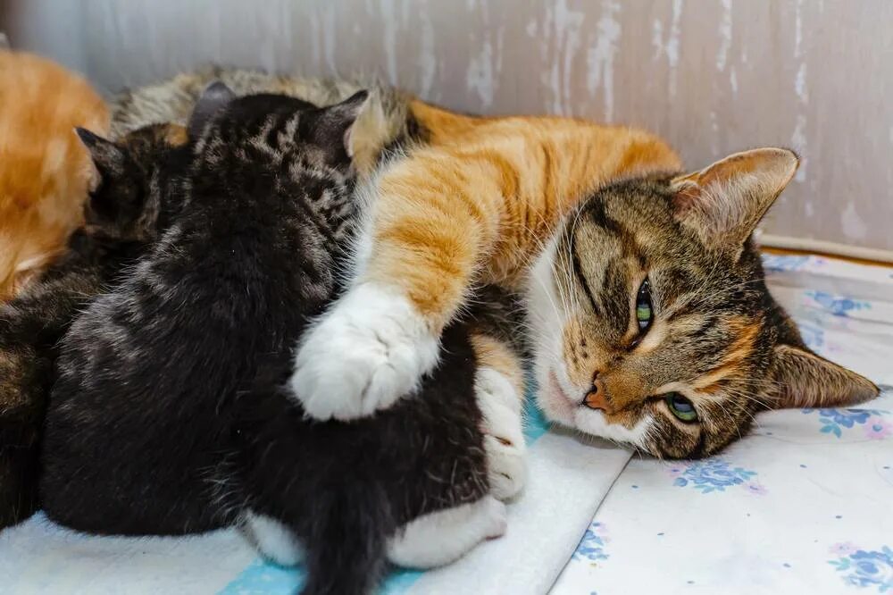 Первые роды у кошки сколько длятся. Эклампсия у котят и кошки. Эклампсия британских кошек фото. Симптомы приближающихся родов у кошки.