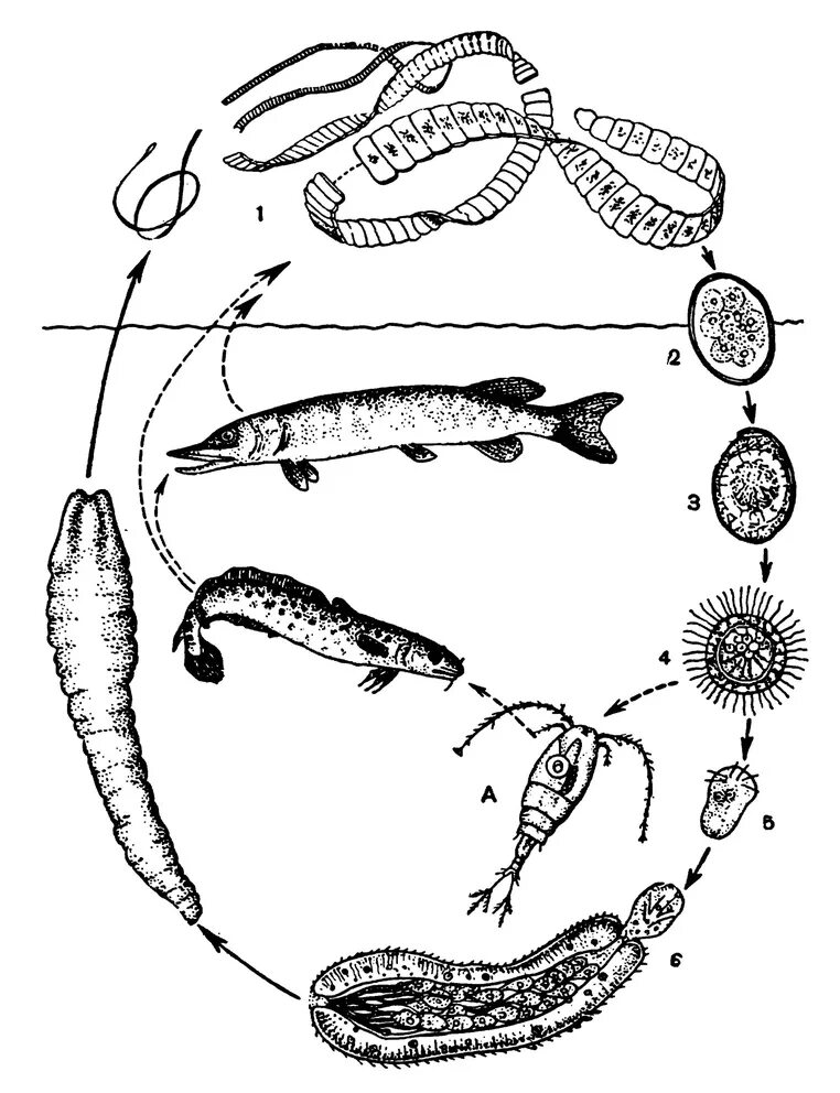 Личинки лентеца. Широкий лентец цикл развития. Широкий лентец жизненный цикл. Цикл развития широкого лентеца. Широкий лентец плероцеркоид.