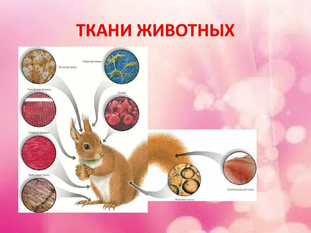 Ткани организма белки