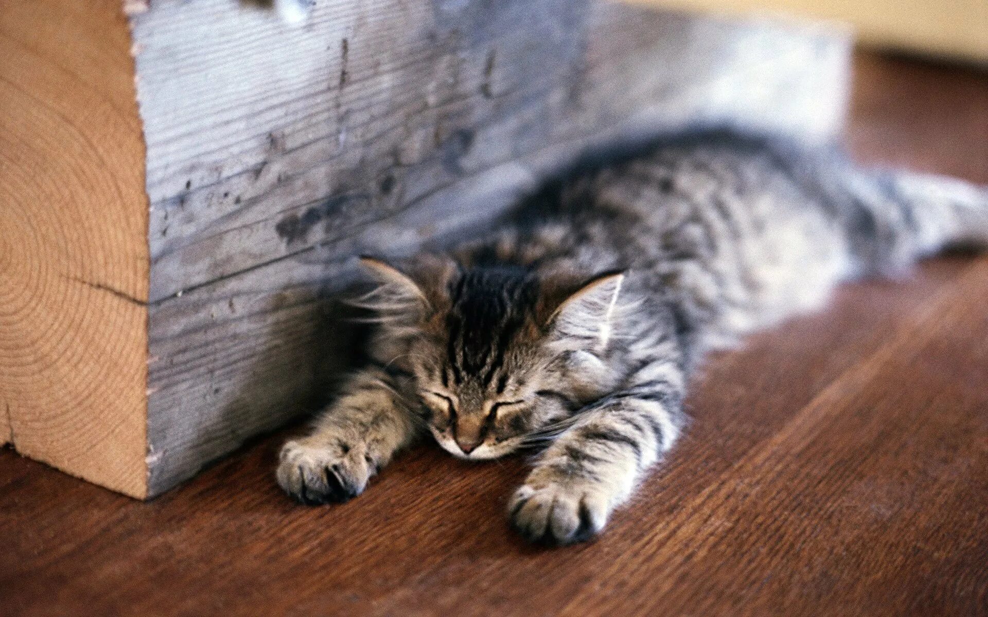 Котята играют на полу. Полосатый котенок. Кот на ламинате. Серо полосатый котенок.