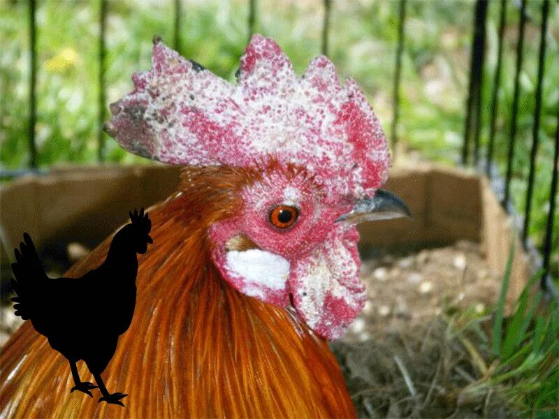 Курица с листовидным гребнем черным оперением. Парша на гребне у курицы. Гребешок петуха.