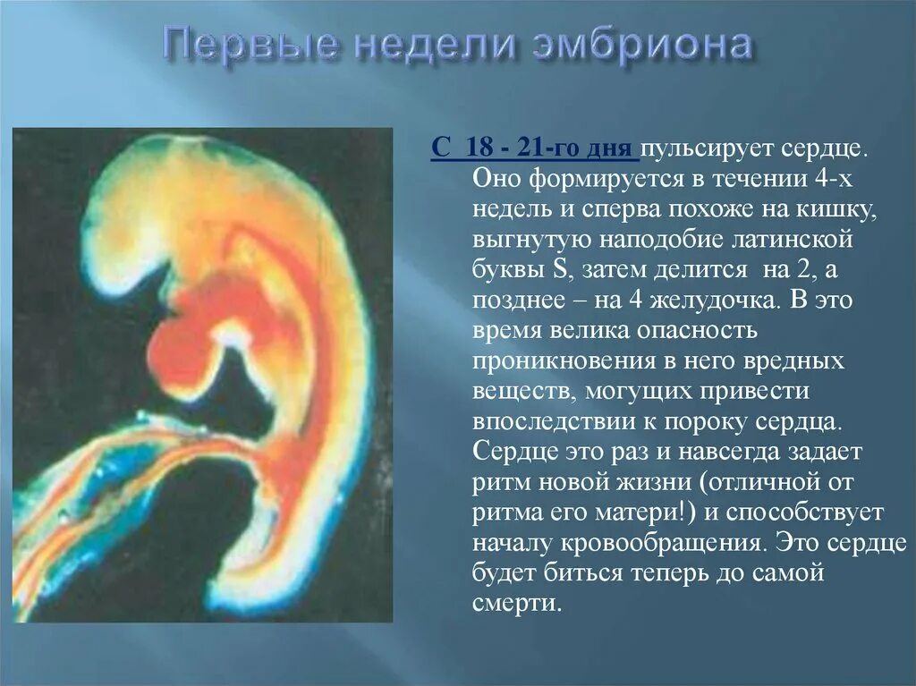 На какой неделе формируется